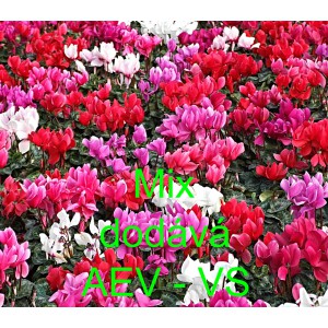 Bramboř&iacute;k persk&yacute; Mix