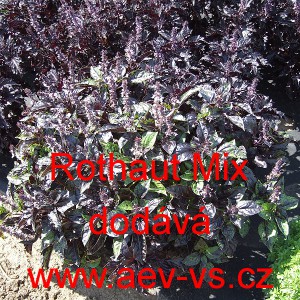 Bazalka vonn&aacute; červenolist&aacute; Rothaut Mix