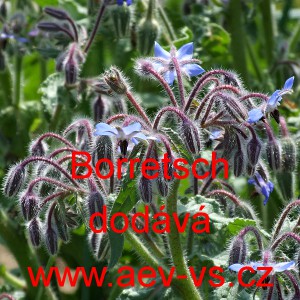 Brutn&aacute;k l&eacute;kařsk&yacute; Borretsch