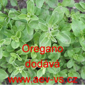 Dobromysl obecn&aacute;, oregano