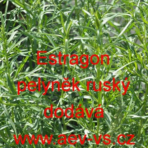 Estragon pelyněk rusk&yacute;