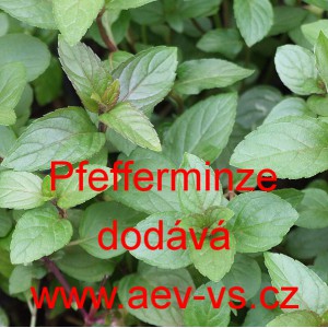 M&aacute;ta peprn&aacute; Pfefferminze