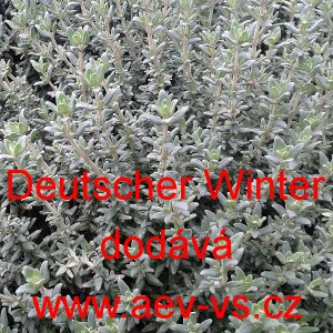 Tymi&aacute;n obecn&yacute; Deutscher Winter