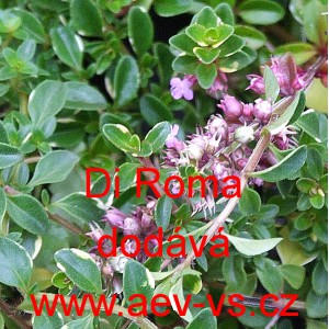 Tymi&aacute;n obecn&yacute; Di Roma