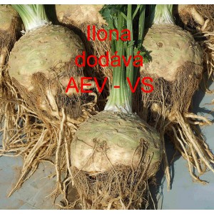 Celer bulvov&yacute; Ilona F1