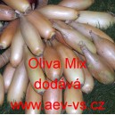 Cibule jarn&iacute; kuchyňsk&aacute; žlutohněd&aacute; Oliva Mix