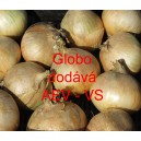 Cibule jarn&iacute; kuchyňsk&aacute; Globo