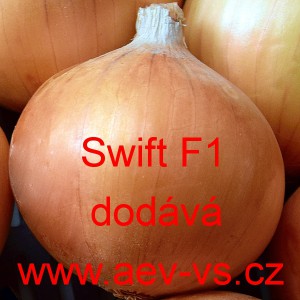 Cibule ozim&aacute; kuchyňsk&aacute; Swift