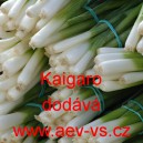 Cibule zimn&iacute; naťov&aacute; Kaigaro