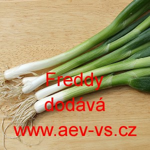 Cibule zimn&iacute; svazkov&aacute; Freddy
