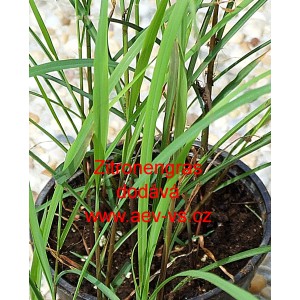 Citronov&aacute; tr&aacute;va Zitronengras