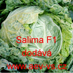 Kapusta hl&aacute;vkov&aacute; hybridn&iacute; Salima F1