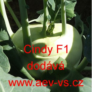 Kedluben b&iacute;l&yacute; hybridn&iacute; Cindy F1
