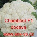 Květ&aacute;k hybridn&iacute; Chambord F1
