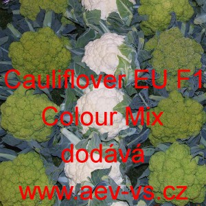 Květ&aacute;k hybridn&iacute; Cauliflover EU F1 Colour Mix