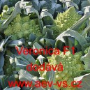 Květ&aacute;k hybridn&iacute; růžičkov&yacute; Veronica F1