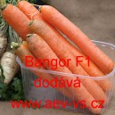 Mrkev obecn&aacute; hybridn&iacute; Bangor F1