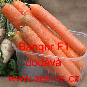Mrkev obecn&aacute; hybridn&iacute; Bangor F1