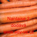 Mrkev obecn&aacute; Nantaise 2