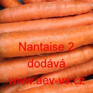Mrkev obecn&aacute; Nantaise 2