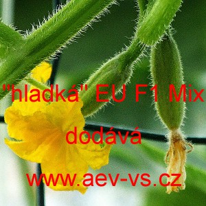 Okurka set&aacute; nakl&aacute;dačka hybridn&iacute; partenokarpick&aacute; do sklen&iacute;ku "Hladk&aacute;" EU F1 Mix