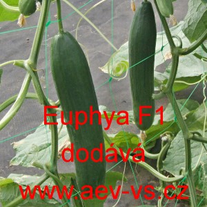 Okurka set&aacute; sal&aacute;tov&aacute; hybridn&iacute; "hadovka" do sklen&iacute;ku Euphya F1