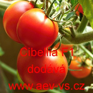Rajče tyčkov&eacute; hybridn&iacute; Cibellia F1