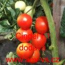 Rajče tyčkov&eacute; hybridn&iacute; Cindel F1