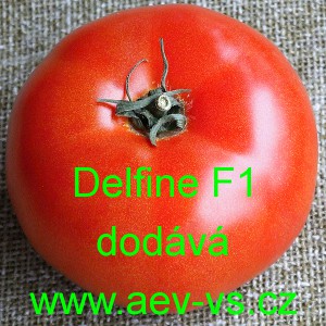 Rajče tyčkov&eacute; hybridn&iacute; Delfine F1