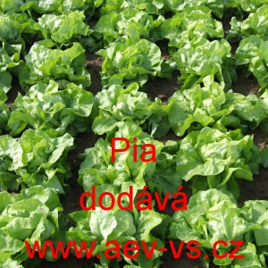 Sal&aacute;t hl&aacute;vkov&yacute; Pia