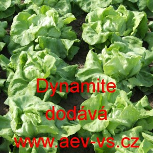 Sal&aacute;t hl&aacute;vkov&yacute; Dynamite