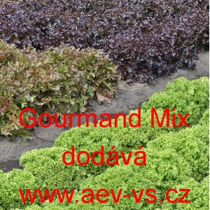 Sal&aacute;t listov&yacute; Gourmand Mix