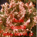 Sal&aacute;t hl&aacute;vkov&yacute; Teide