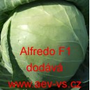 Zel&iacute; hl&aacute;vkov&eacute; b&iacute;l&eacute; hybridn&iacute; Alfredo F1